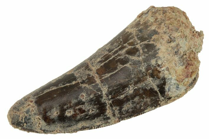 Serrated, Carcharodontosaurus Tooth - Dekkar Formation, Morocco #220759